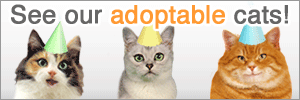 Adoptable Cats