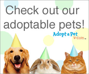 St Martins Animal Rescue - Pets Available for Adoption